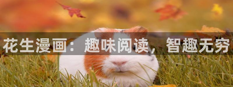 香蕉漫画动漫小说